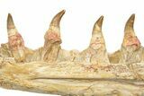 Mosasaur Jaw Section with Twelve Teeth - Morocco #189998-5